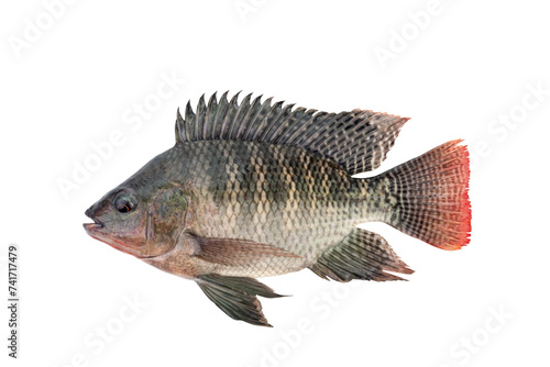 Canvas Print Nile tilapia fish isolated on white background with Clipping Path