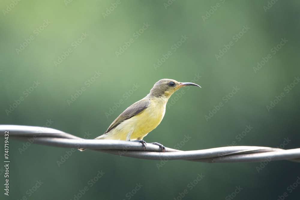 Fototapeta premium The garden sunbird (Cinnyris jugularis), previously known as the olive-backed sunbird, is a species of passerine bird in the family Nectariniidae