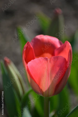 Tulpenblüten – verschiedene Arrangements und Farben