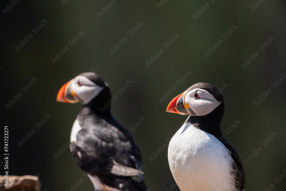 Puffins looking in unison