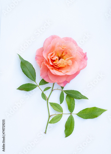 floral layout of pink roses on a white background. Spring or summer floral background with copy space.