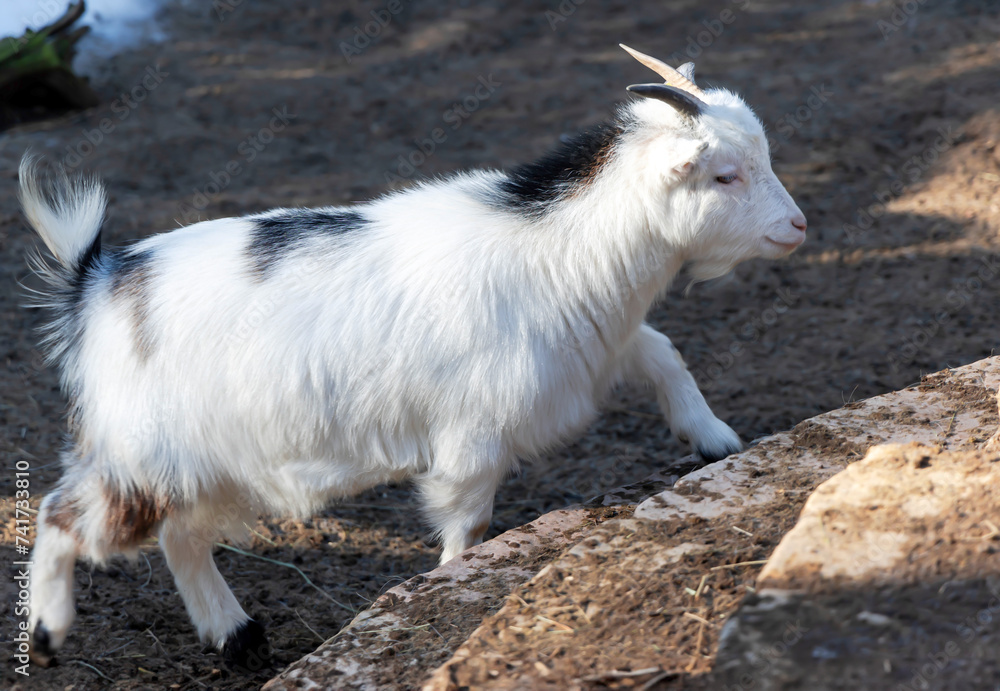 A white goat steps up the steps towards the sun. Beautiful cute goat. Domestic goats in the farm.