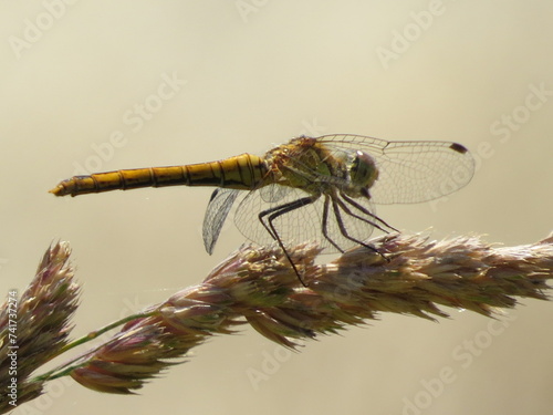 A Darter dragonfly (Sympetrum) in the Brtitish countryside © Pete Mella