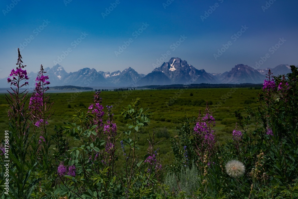 Fototapeta premium Grand Tetons National Park Mountain Range with wildflowers