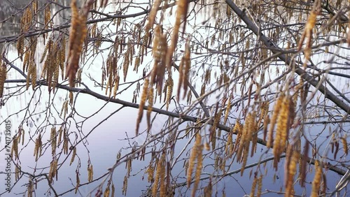 Wallpaper Mural Grey alder catkins by lakeside Torontodigital.ca