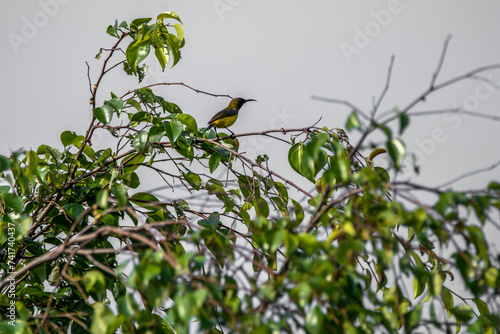 The golden-bellied gerygone (Gerygone sulphurea) is a species of bird in the family Acanthizidae photo