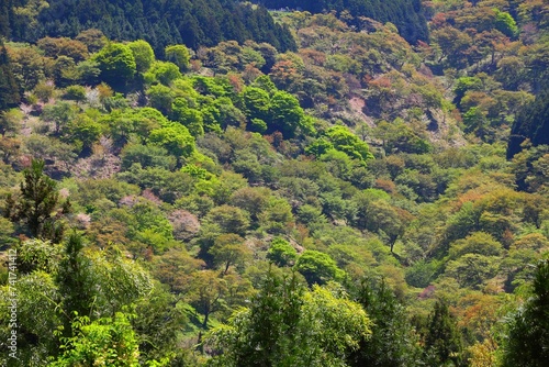 Japan - nature of Mount Yoshino (Yoshino-yama), a UNESCO World Heritage Site. Green trees in spring time.