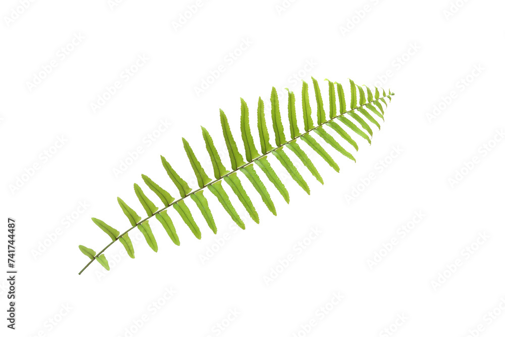 White Isolated green fern leaf White Isolated green fern leaf