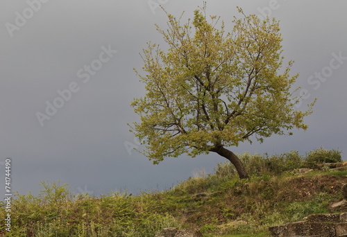 Isolated Valonia oak against overcast sky, growing on the hillside along the ancient city wall. Apollonia-Albania-119