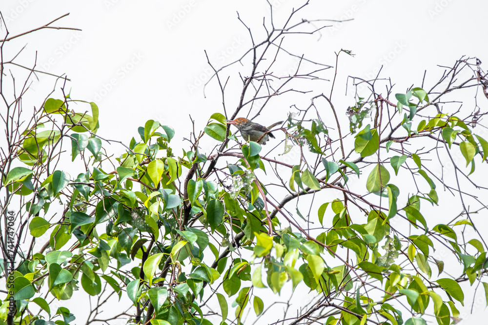 Fototapeta premium The scarlet-headed flowerpecker (Dicaeum trochileum) is a bird species in the family of Dicaeidae