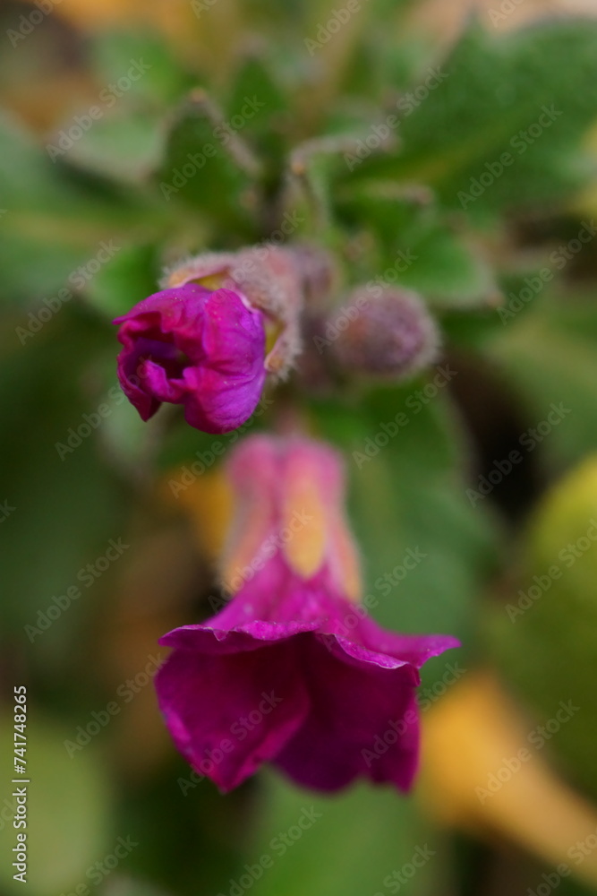 Elegance and color in nature; macro photo of a pink flower; Garden Arabis, Mountain Rock Cress or Caucasian Rockcress; Arabis Caucasica Elegance and color in nature; macro photo of a pink flower; Garden Arabis, Mountain Rock Cress or Caucasian Rockcress; Arabis Caucasica