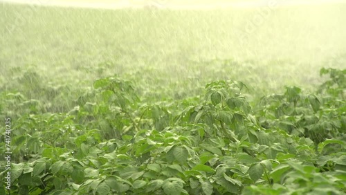 Raining on the potato field