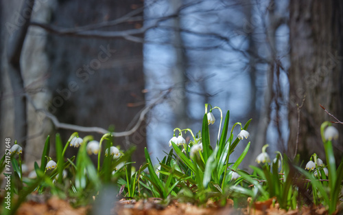 Blossom first spring flowers Leucojum vernum in Carpathian forest