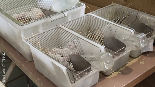 Cages with white mice.