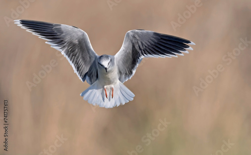 Little gull (Hydrocoloeus minutus or Larus minutus), Crete  © ASakoulis