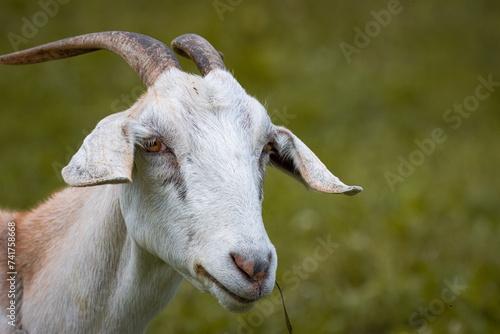 A female goat eats green grass and looks towards the lens. Close-up portrait of a female goat with a green background. 
