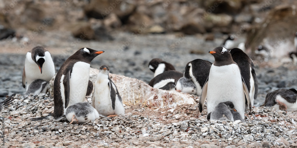 Naklejka premium Gentoo penguins with cute fluffy little chicks on brown Bluff, Antarctica.