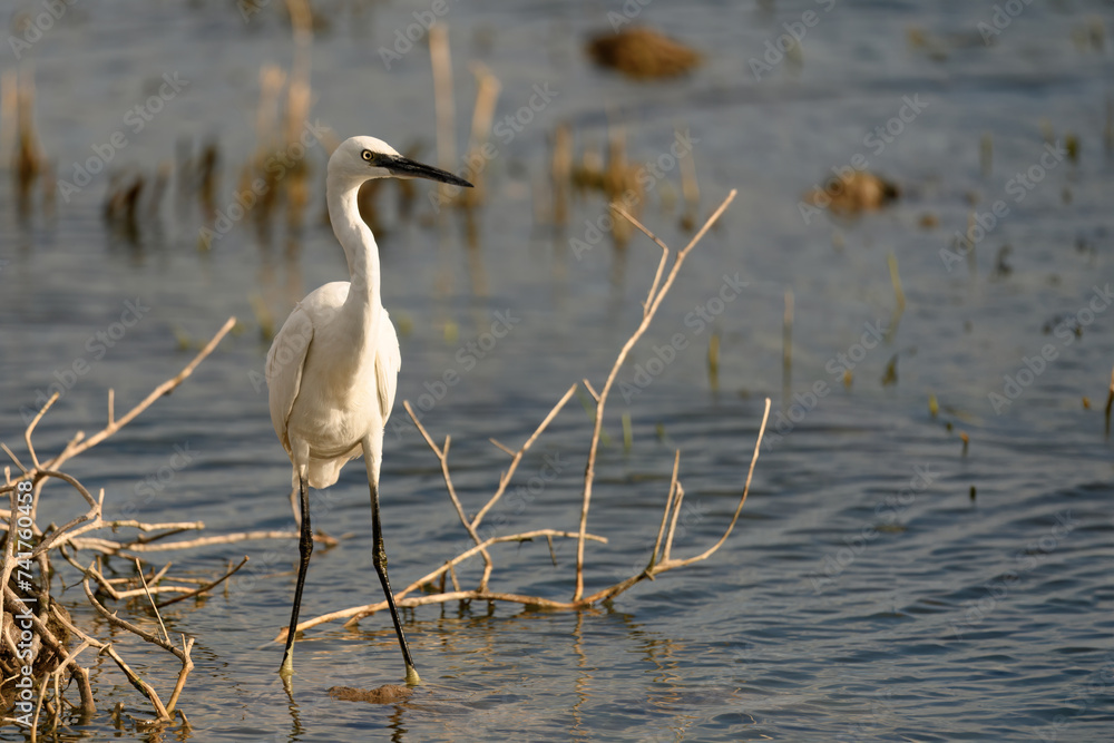 Naklejka premium Elegant White Egret Wading in Shallow Waters