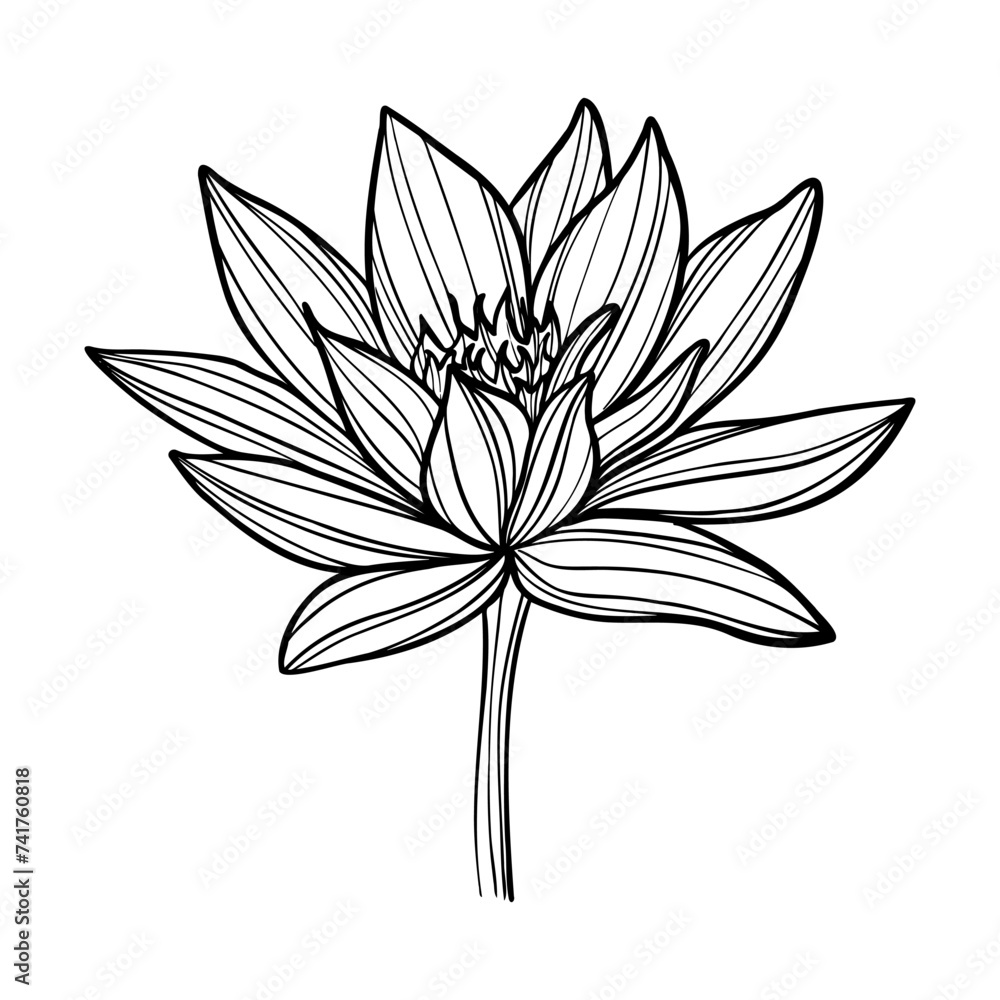 black and white lily black and white lily
