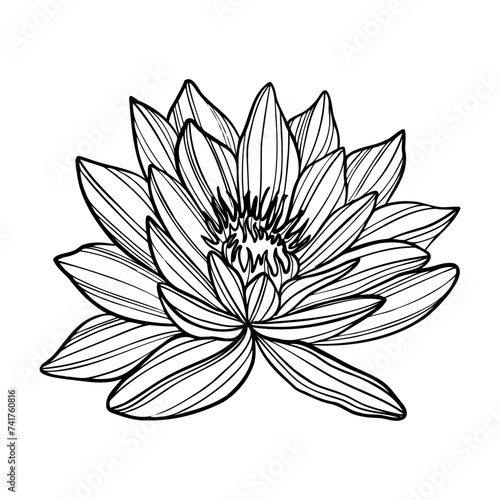 Hand drawn illustration of lotus flower