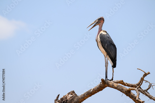 Marabou Stork standing on dry tree branch against blue sky photo
