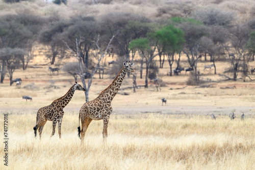 Masai Giraffe with calf on dry grass in Tarangire National Park, Tanzania