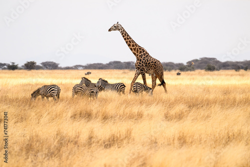 Masai Giraffe on dry grass in Tarangire National Park, Tanzania photo