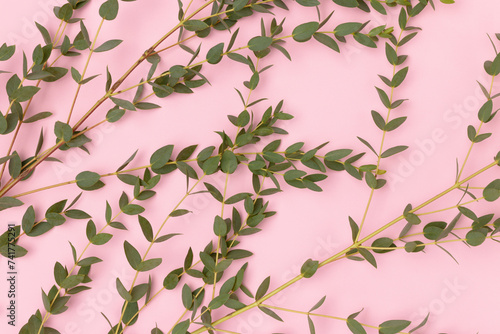 Eucalyptus branches on a pink background. Selective focus.