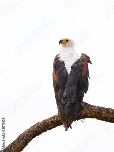 African Fish Eagle on tree branch against wjite background, isolated