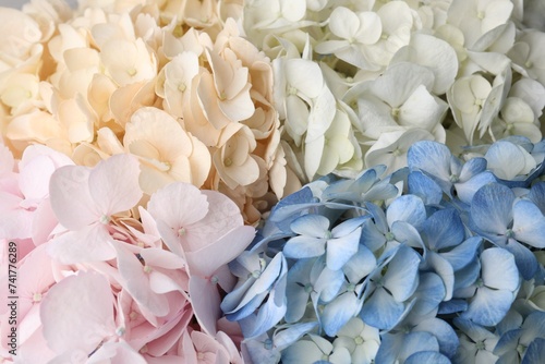 Beautiful colorful hydrangea flowers as background, top view