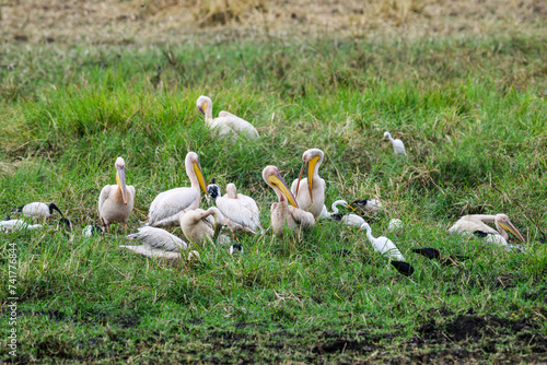 Great White Pelicans resting and fishing in Tarangire National Park, Tanzania