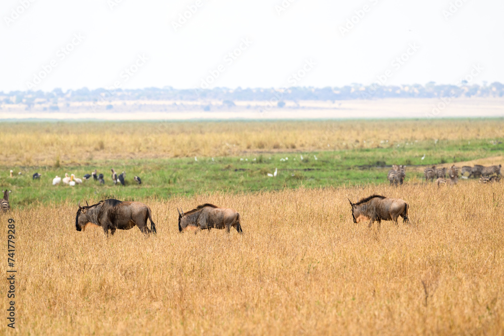Wildebeests walking in Tarangire National Park in dry season, Tanzania Wildebeests walking in Tarangire National Park in dry season, Tanzania