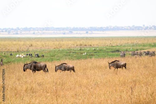 Wildebeests walking in Tarangire National Park in dry season  Tanzania