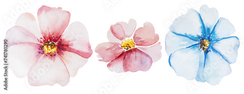 Watercolor light pink and blue flower isolated illustration, floral wedding and greeting element