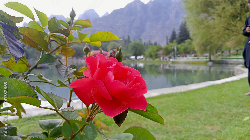 flower in the garden