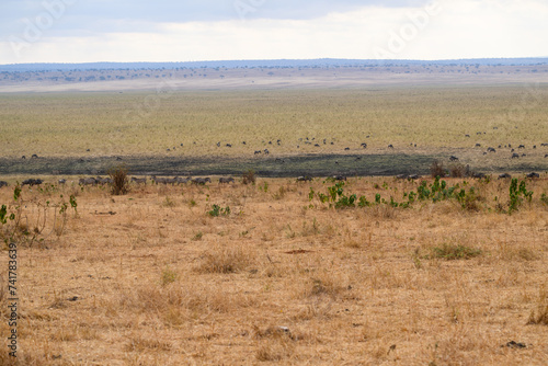 Savannah landscape with grazing animals in dry season  Tanzania