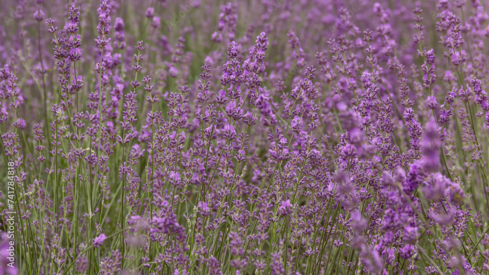 Fototapeta premium Fragrant purple lavender flowers blooming