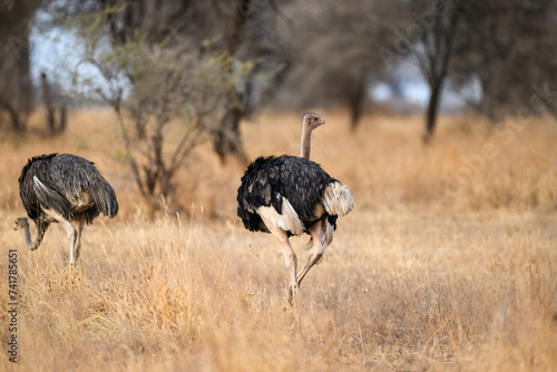 Female Common Ostrich in Tarangire National Park in dry season, Tanzania