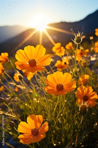 Field of yellow cosmos flowers in bloom with a mountain in the distance