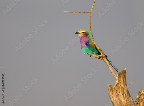 Lilac-breasted Roller on dry steak photo