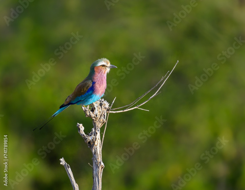 Lilac-breasted Roller on dry steak photo