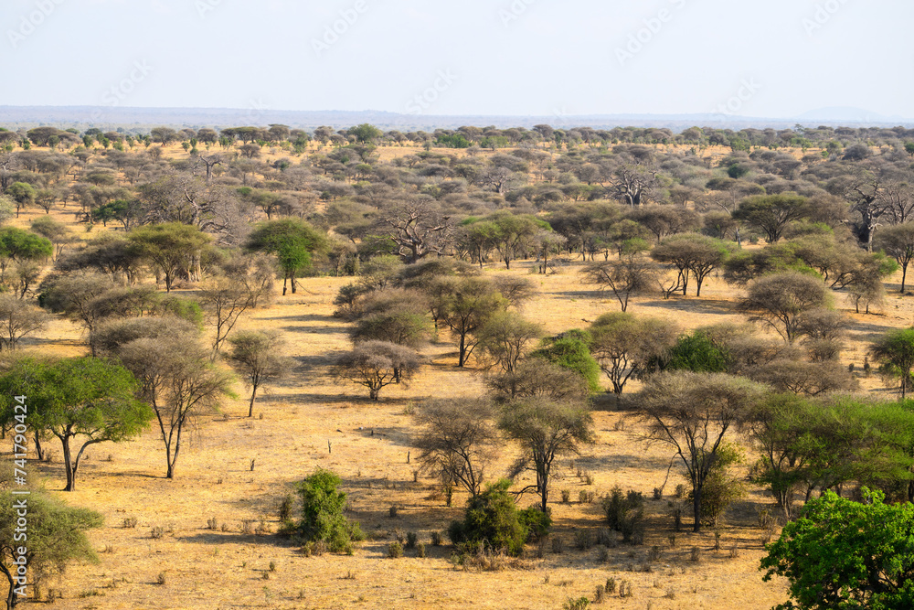 Savannah landscape in dry season,Tarangire National Park, Tanzania