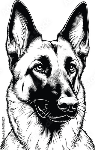 Vector Portrait of a Belgian Malinois Dog