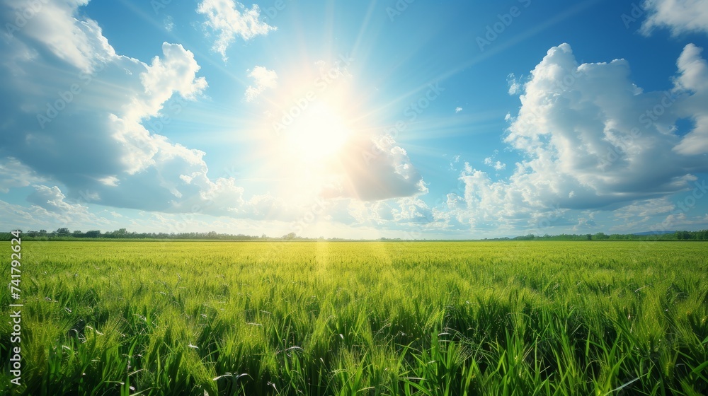 Green wheat field under blue sky with white clouds Green wheat field under blue sky with white clouds