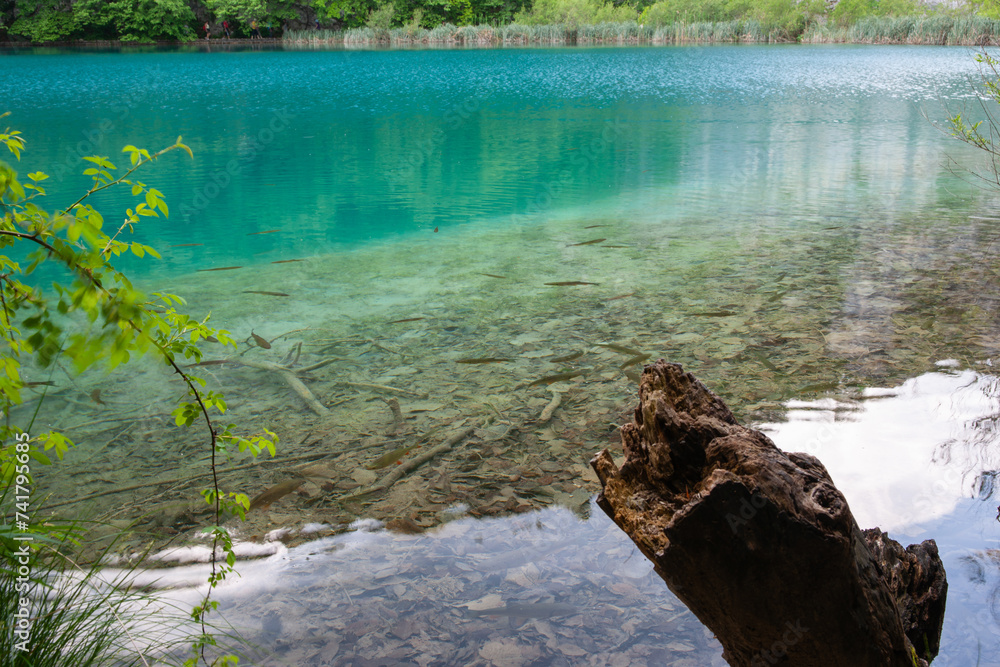 Foreground log and small fish in calm turquoise water Croatia Foreground log and small fish in calm turquoise water Croatia