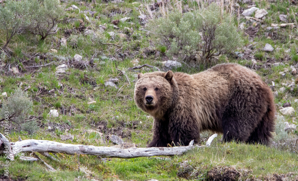 Fototapeta premium Yellowstone Grizzly Bear
