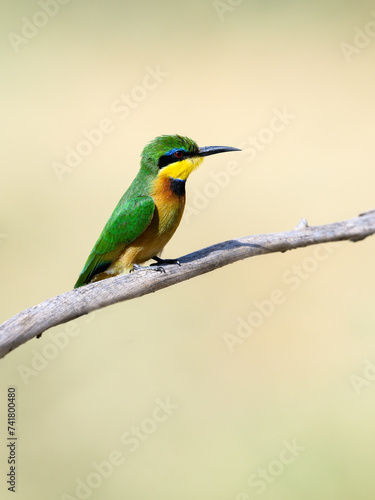 Little Bee-eater perched on a dry branch