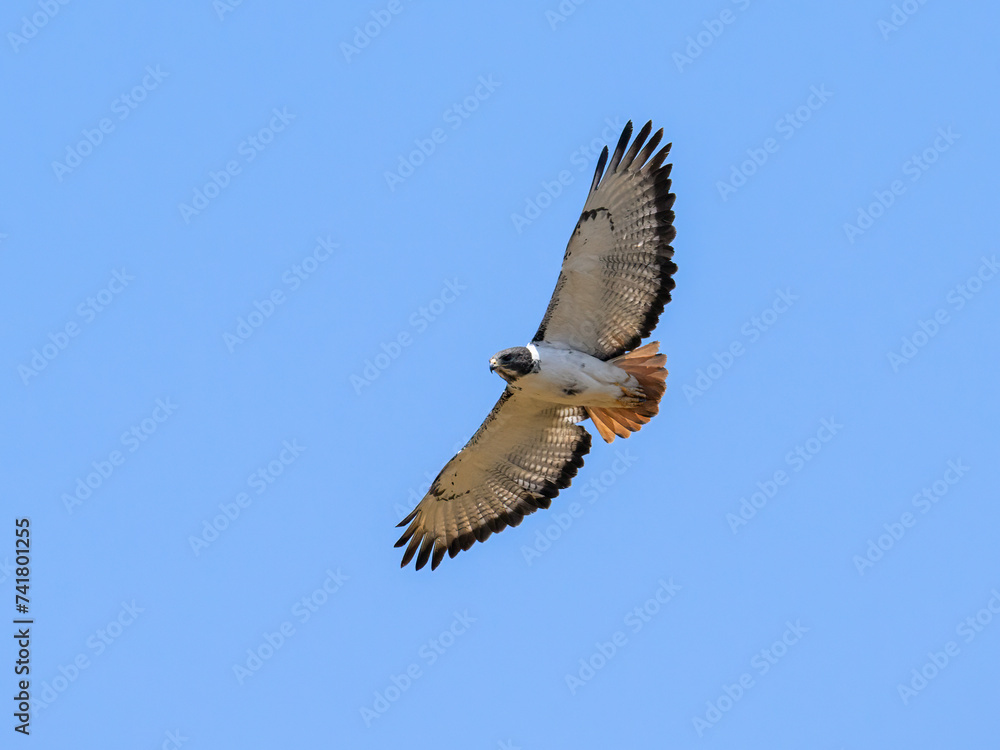 Obraz premium Augur Buzzard in flight on blue sky