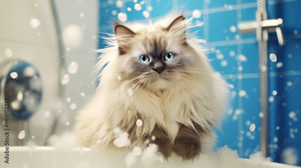 Portrait of a Ragdoll cat taking a bath