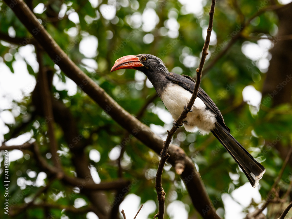 Crowned Hornbill on tree branch, portrait